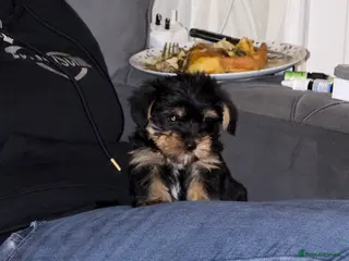 Yorkshire Terrier dogs 🌸 Stunning Yorkshire terrier puppies available 🌸 - Advert 2