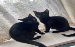 British Shorthair cats for sale: 2 black male kittens  - Image 4