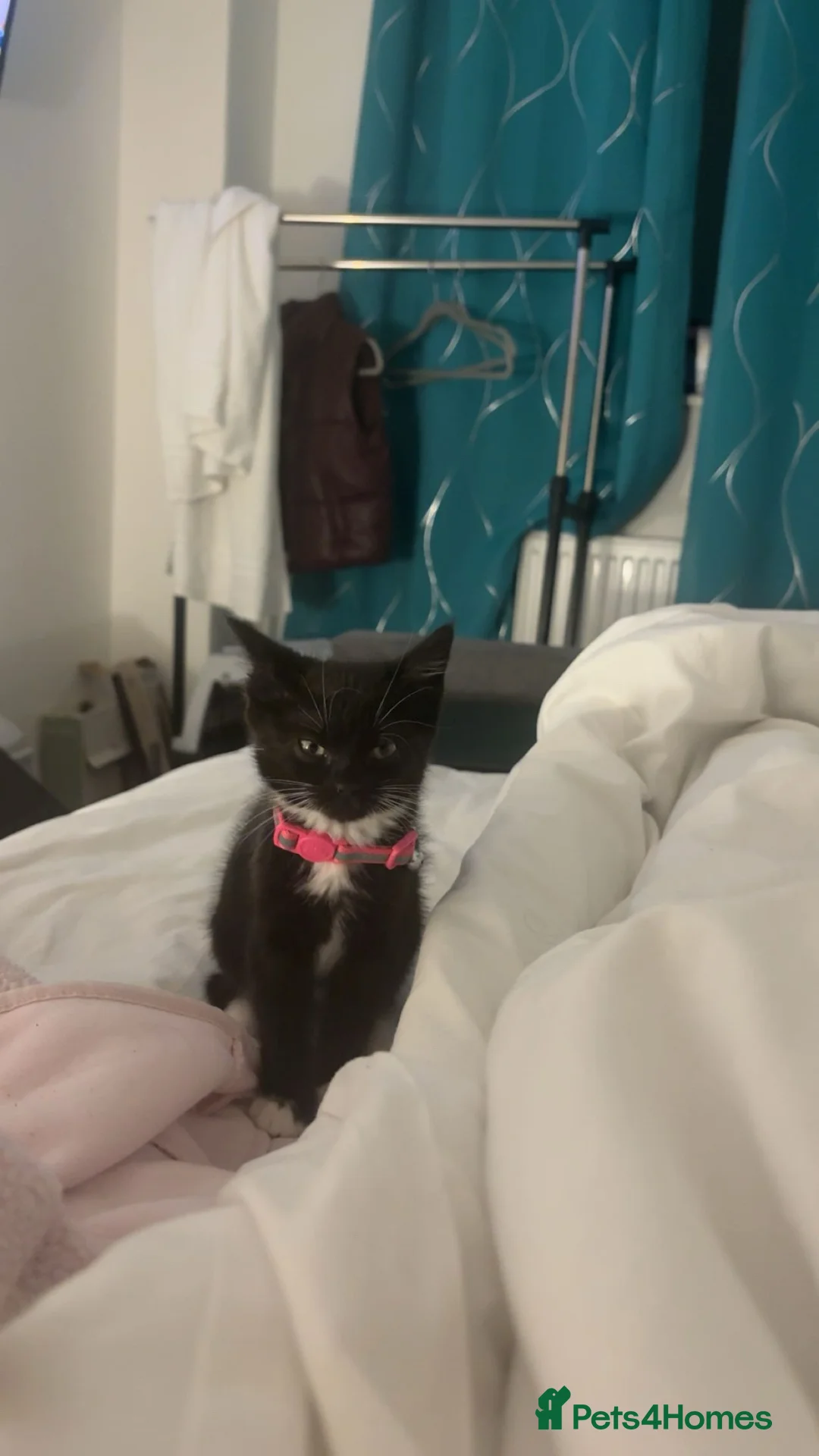 Mixed Breed cats for sale: 12 weeks old kitten for sale😍 in Leeds - Advert 3