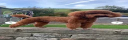 Cockapoo dogs for sale: Beautiful Cockapoo puppies 🐶 5 boys 3 girls - Advert 8