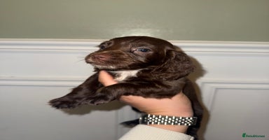 Cocker Spaniel dogs - Advert 11