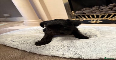 Miniature Schnauzer dogs - Advert 3