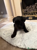 Miniature Schnauzer dogs - Advert 2