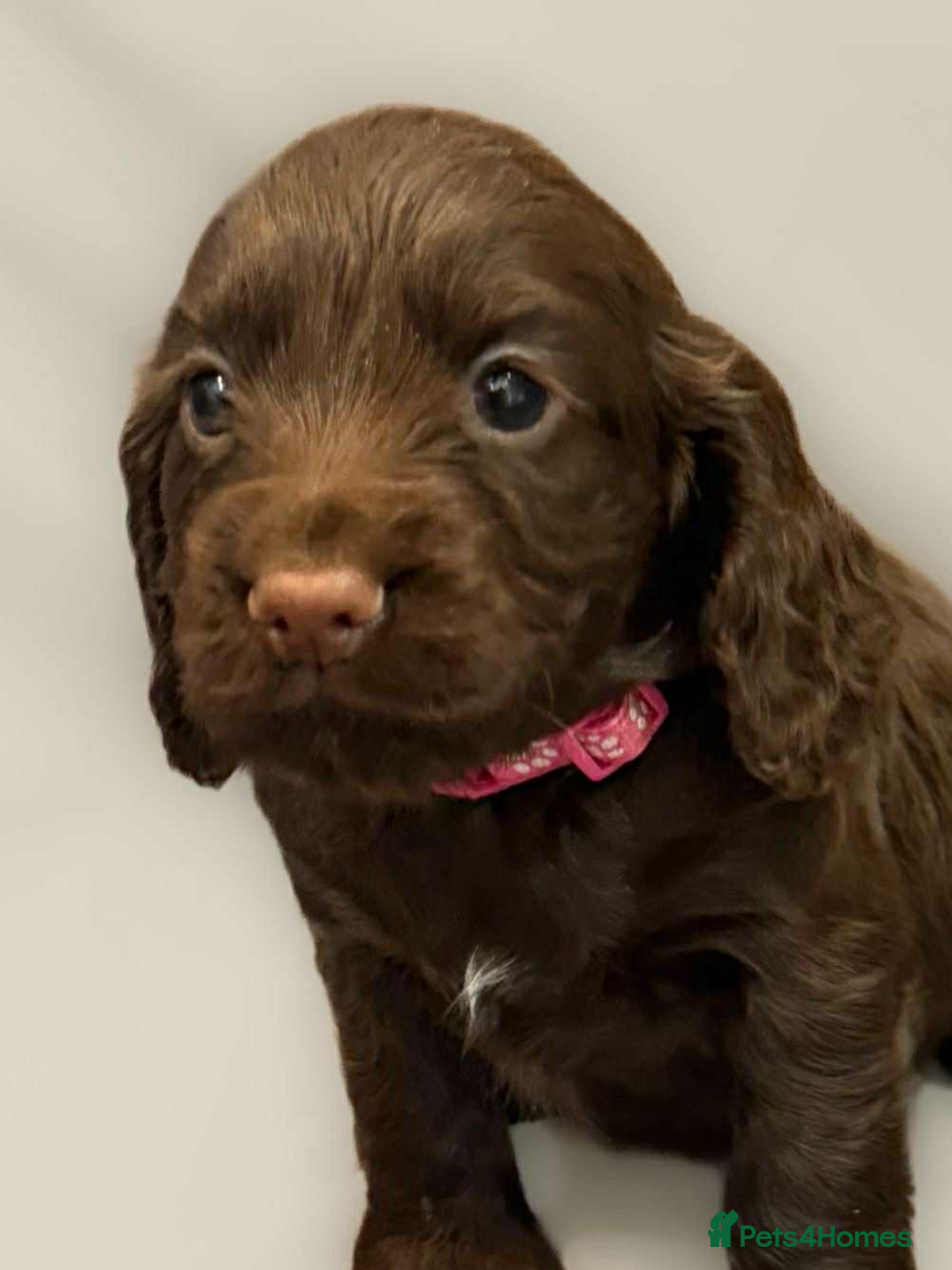Cocker Spaniel dogs for sale: Cocker spaniel pups KC REG & COUNCIL LICENSED  - Image 5