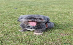 Shih Tzu dogs for sale: Loving cheeky Shihtzu for loving home ❤️ - Image 16