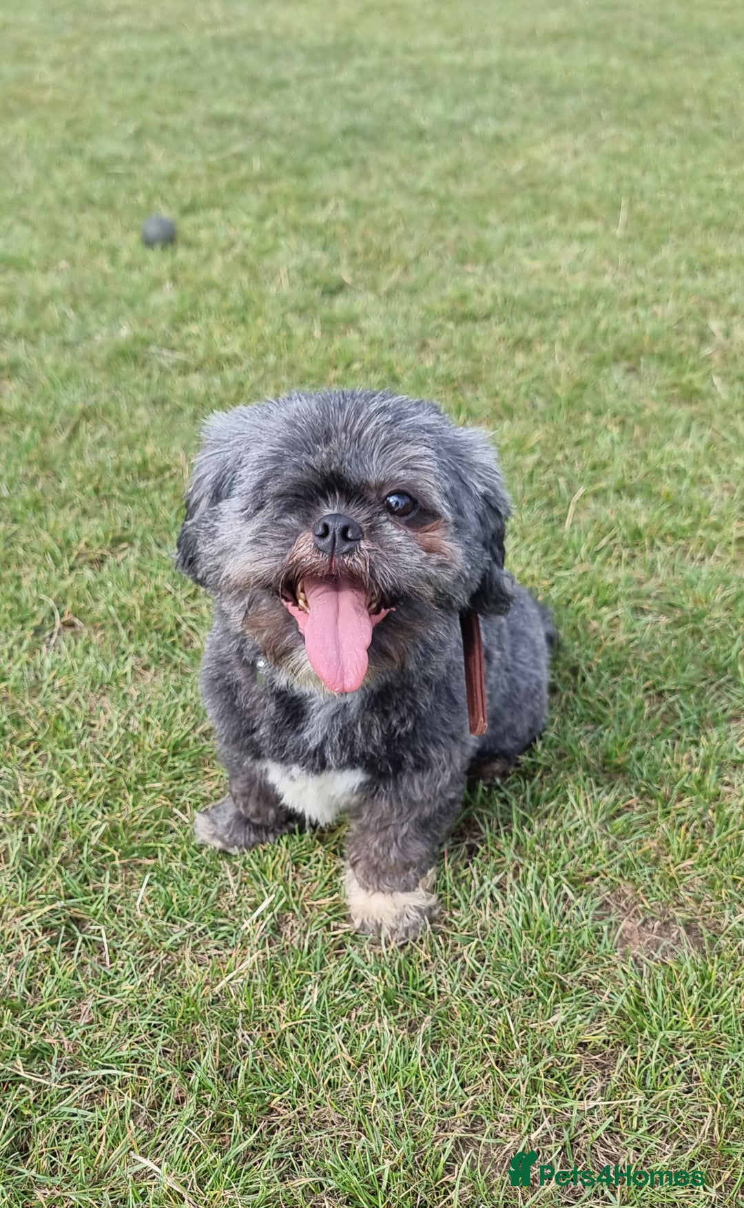 Shih Tzu dogs for sale: Loving cheeky Shihtzu for loving home ❤️ - Image 16