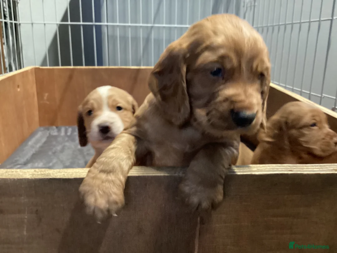 Cocker Spaniel dogs for sale: Cocker Spaniel pups, KC reg, health tested parents - Advert 2