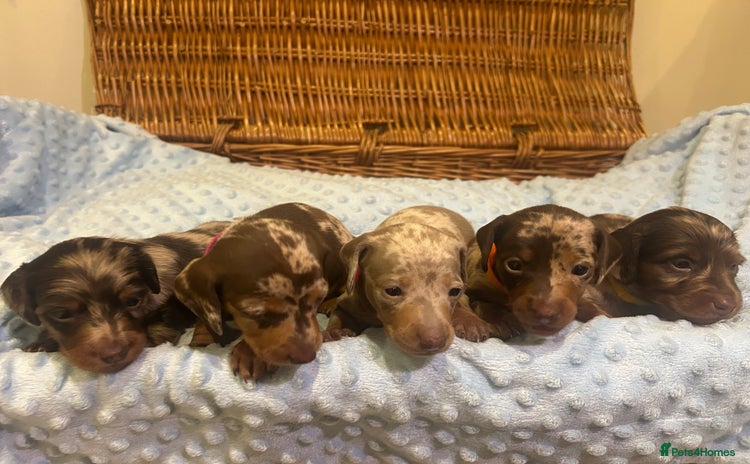 Miniature Dachshund dogs KC Reg Miniature Dachshund 5 Dapples Smooth & Long - Advert 1