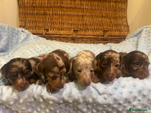 Miniature Dachshund dogs KC Reg Miniature Dachshund 5 Dapples Smooth & Long - Advert 1