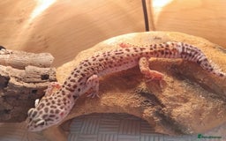 Leopard Gecko reptiles for sale: Lily (Leopard Gecko)  - Image 4
