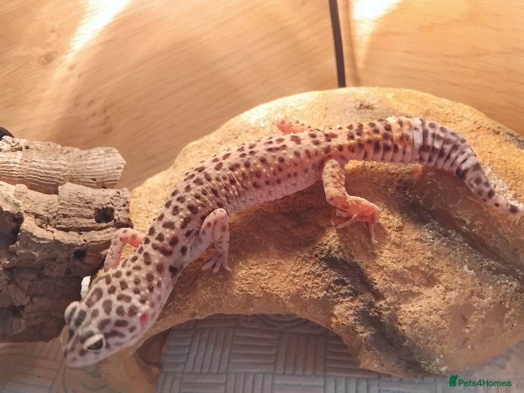 Leopard Gecko reptiles for sale: Lily (Leopard Gecko)  - Image 4