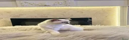 Ragdoll cats for sale: *** Last Male Blue Point Ragdoll Kittens ** - Advert 26