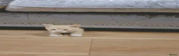 Mixed Breed cats for sale: Kittens  - Advert 6