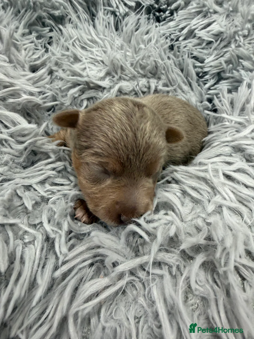 Jack Russell dogs for sale: Jack Russell Puppies - 6 Available 3 girls 3 boys - Advert 4