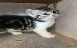 Mixed Breed cats for sale: Half British longhair kittens  - Image 8