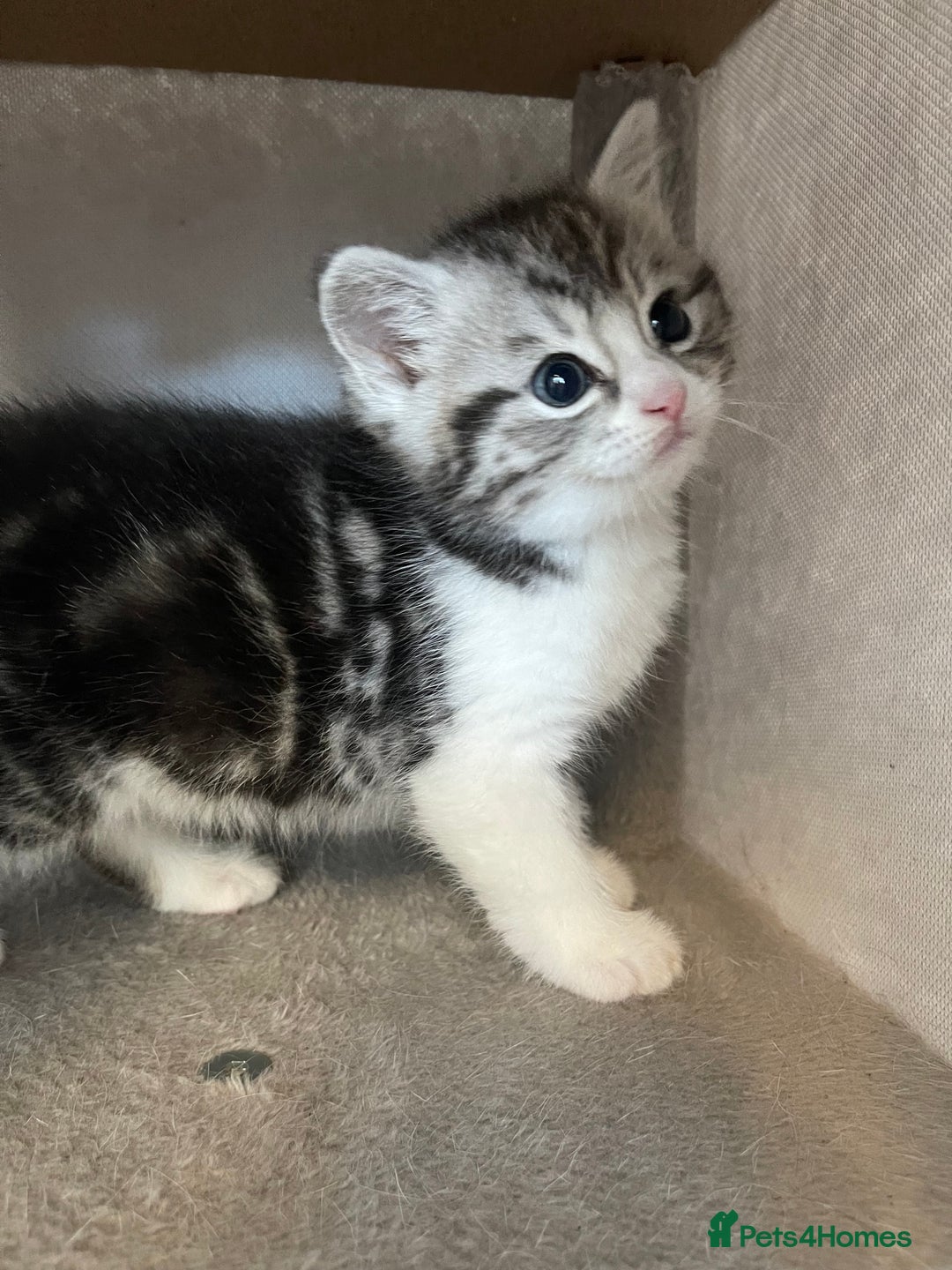Mixed Breed cats for sale: Half British longhair kittens  - Image 8