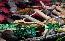 Gecko reptiles for sale: 2 x Male Crested Geckos  - Image 7