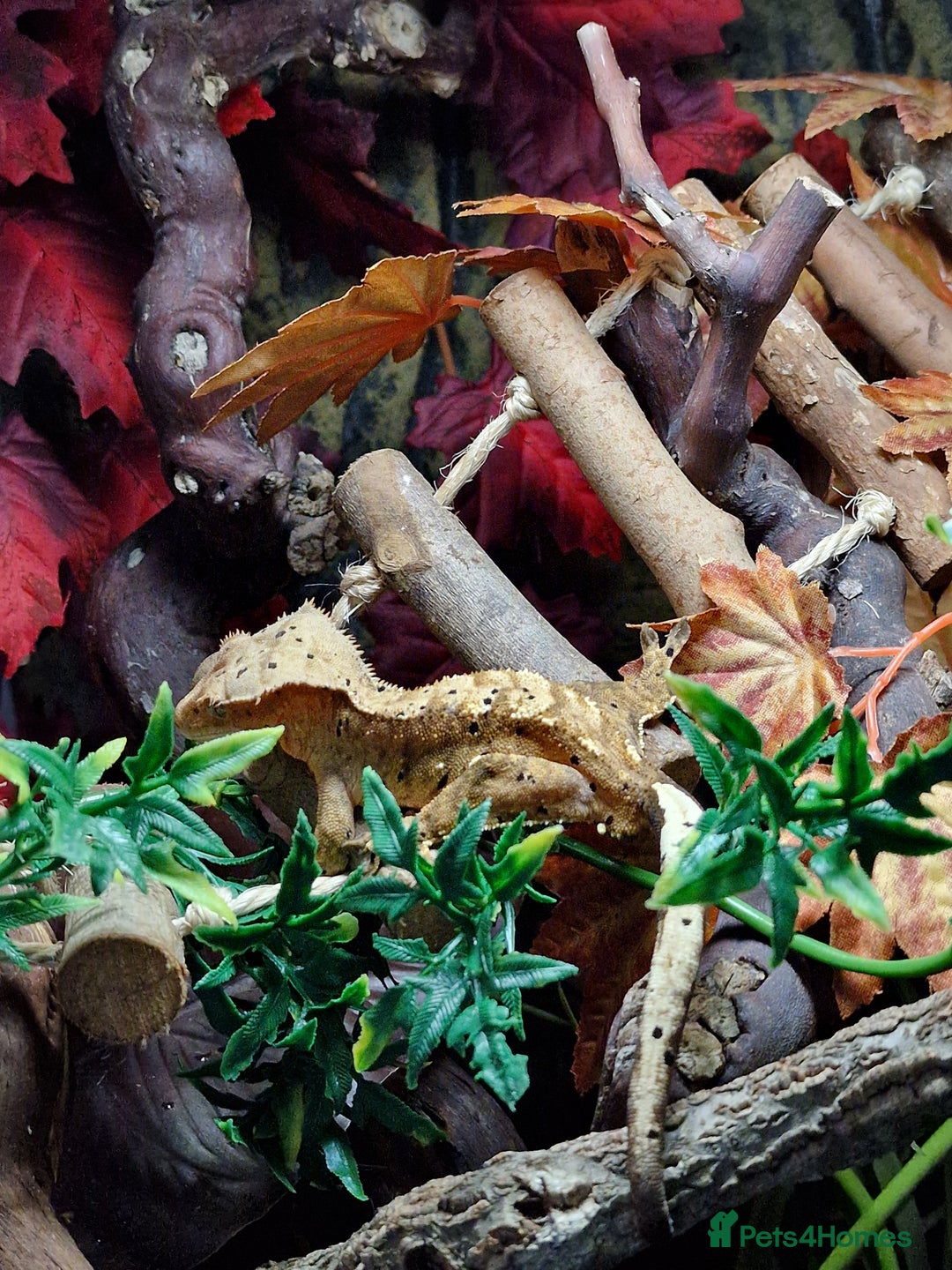 Gecko reptiles for sale: 2 x Male Crested Geckos  - Image 7
