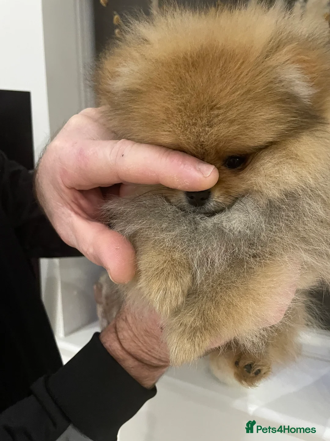 Pomeranian dogs for sale: KC Mini Pomerania  in Bristol - Advert 18