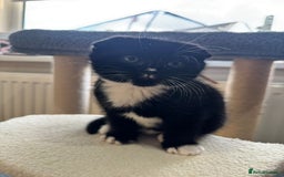 Scottish Fold cats for sale: 2 Scottish Fold Kittens. ( Girls ) - Image 5
