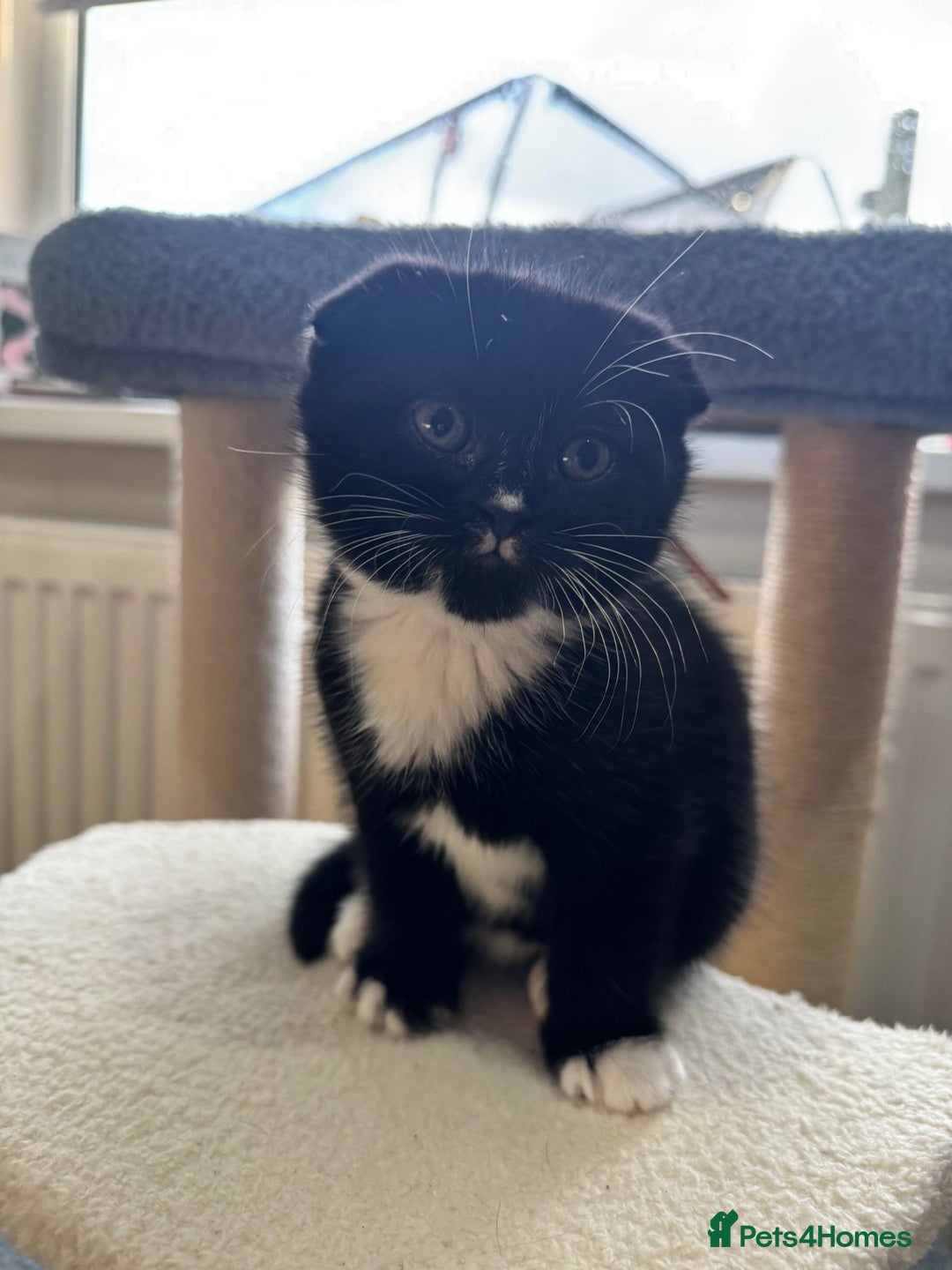 Scottish Fold cats for sale: 2 Scottish Fold Kittens. ( Girls ) - Image 5
