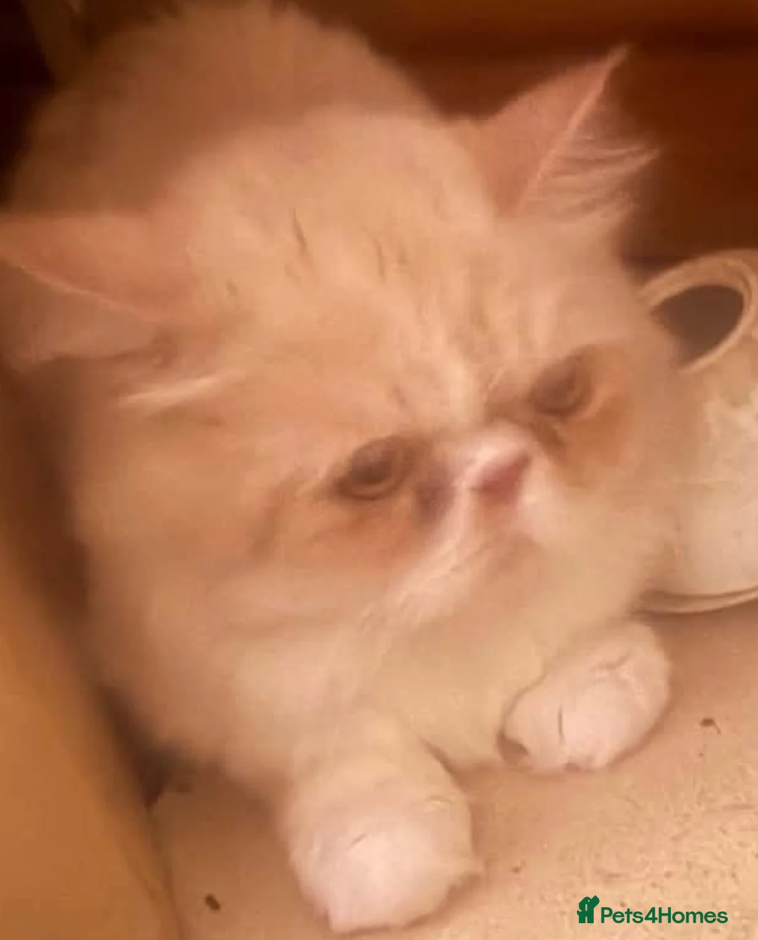 Persian cats for sale: Jerry the Persian  - Advert 2
