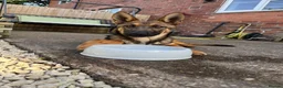 Mixed Breed dogs for sale: Belgium malinois cross in Sutton-in-Ashfield - Advert 1