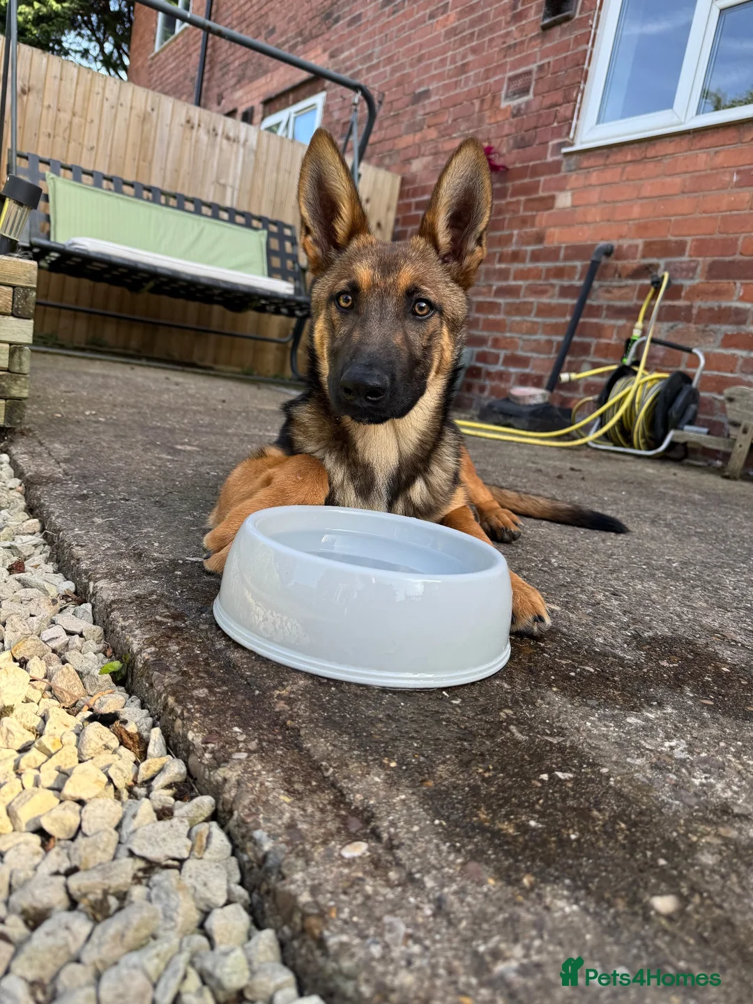 Mixed Breed dogs for sale: Belgium malinois cross in Sutton-in-Ashfield - Advert 1