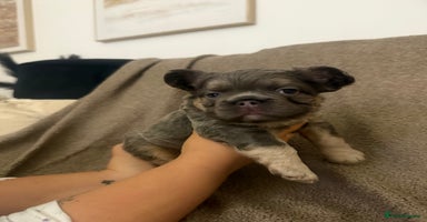 French Bulldog dogs - Advert 7