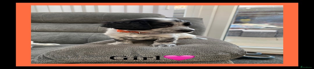 Sprocker Puppy 4