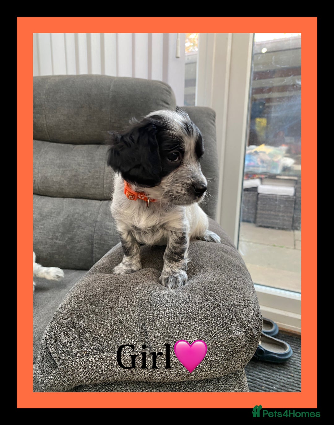 Sprocker dogs for sale: Sprocker Spaniel puppies  - Image 2