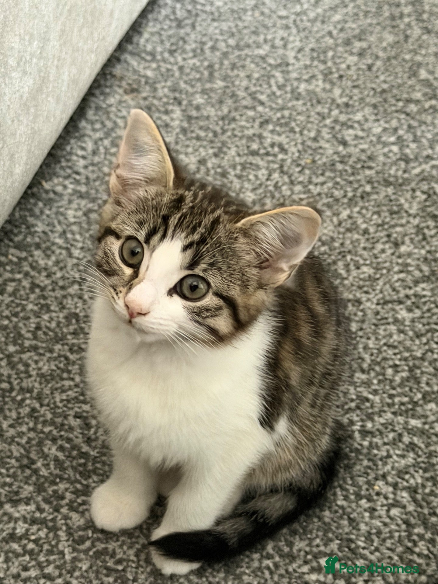 Domestic Shorthair cats Mimi  - Advert 1