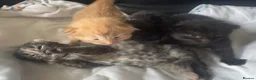 Mixed Breed cats for sale: Kittens ready 7th September  - Advert 1