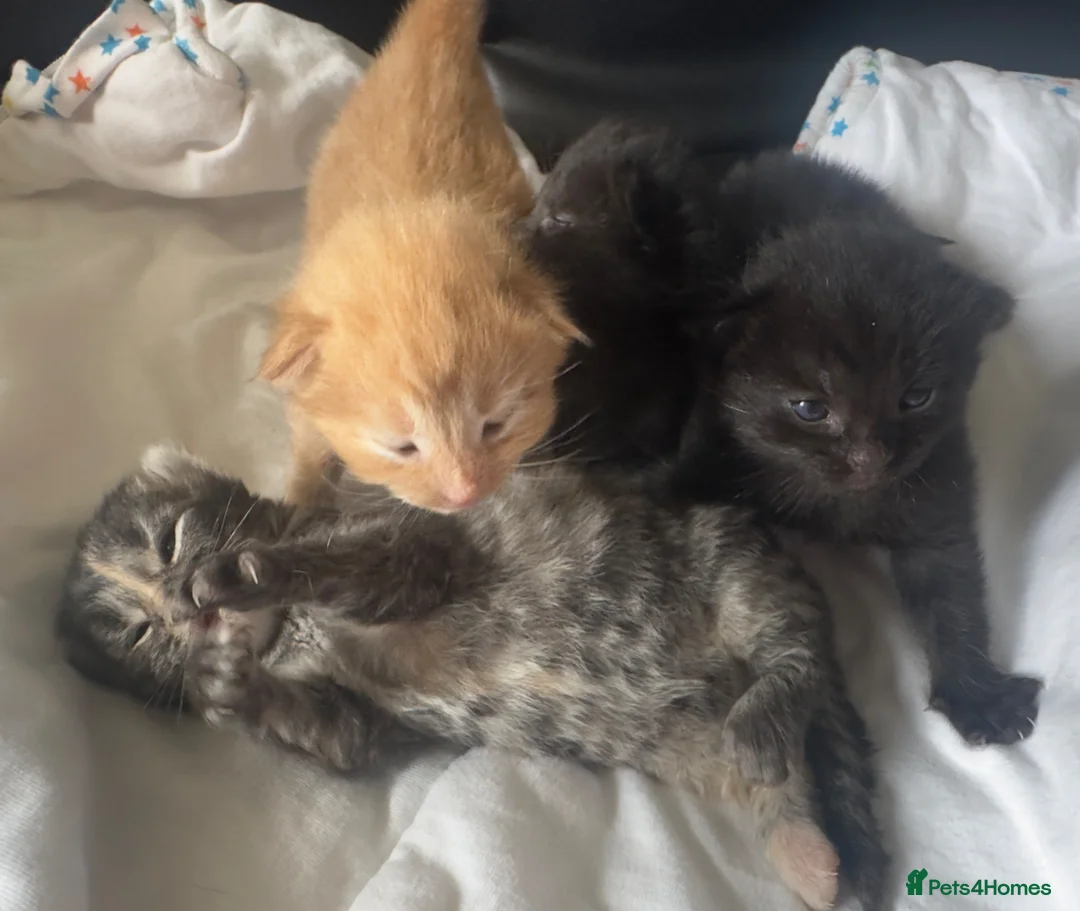 Mixed Breed cats for sale: Kittens ready 7th September  - Advert 1