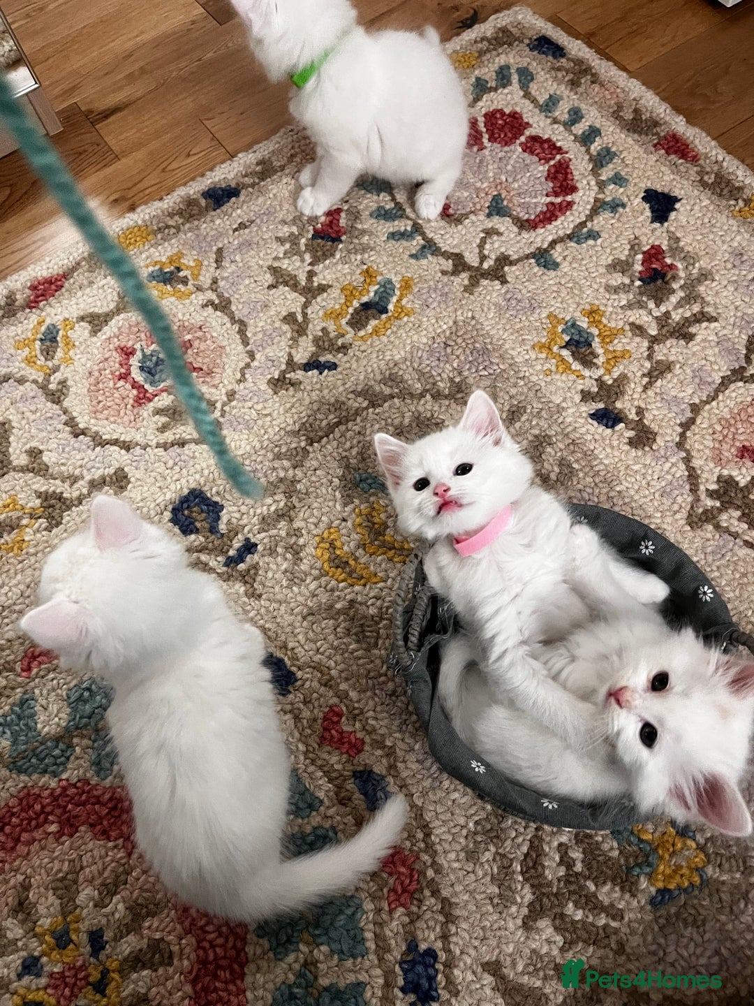 Turkish Angora cats for sale: Turkish Angora Longhair kittens - Advert 4