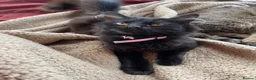 British Longhair cats for sale: Beautiful cat looking for forever home - Advert 3