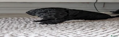 Cockapoo Puppy 1