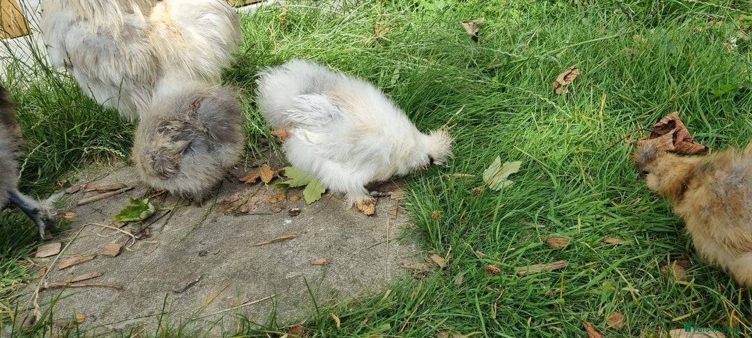 Chickens poultry for sale: Bearded Silkie (8-10 weeks) - Image 11