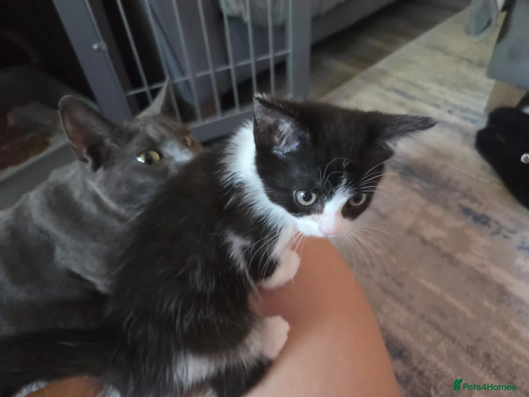 Mixed Breed cats for sale: BSH cross kittens 1 female 2 male - Advert 2