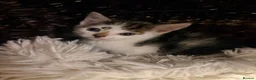 Mixed Breed cats for sale: Beautiful Shirt Hair Kittens - Advert 29