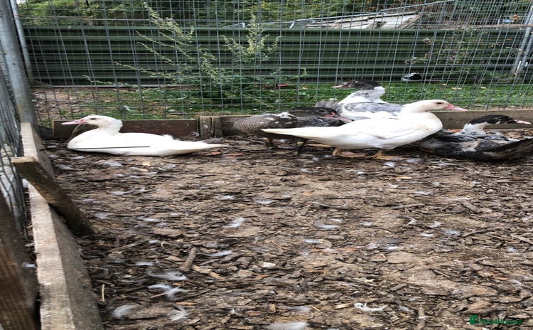 Ducks poultry - Advert 1
