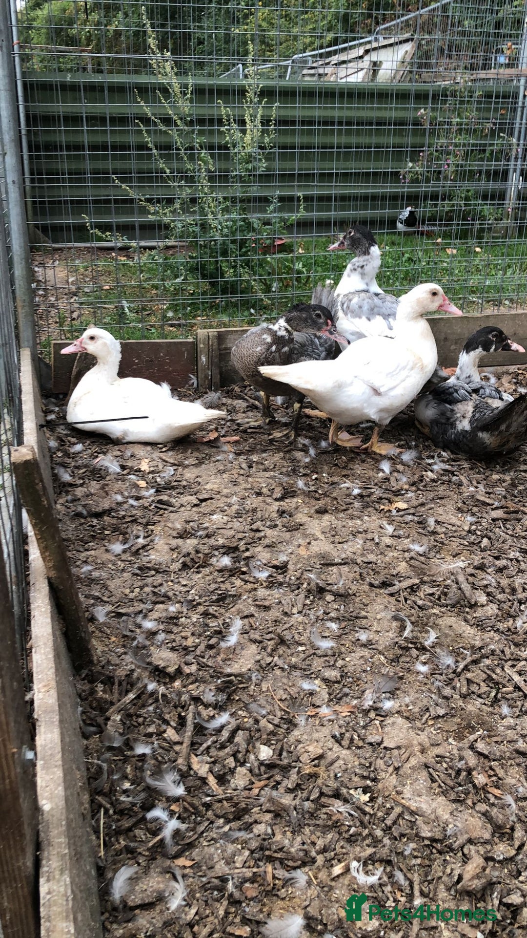 Ducks poultry for sale: Muscovy  ducklings  - Image 1