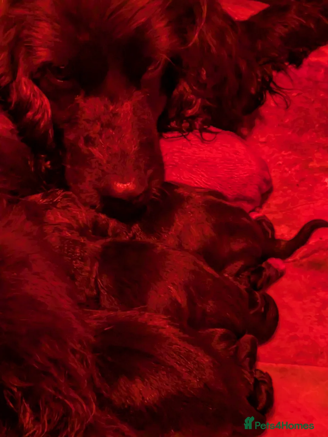 Sprocker dogs for sale: Gorgeous sprockers - Advert 8