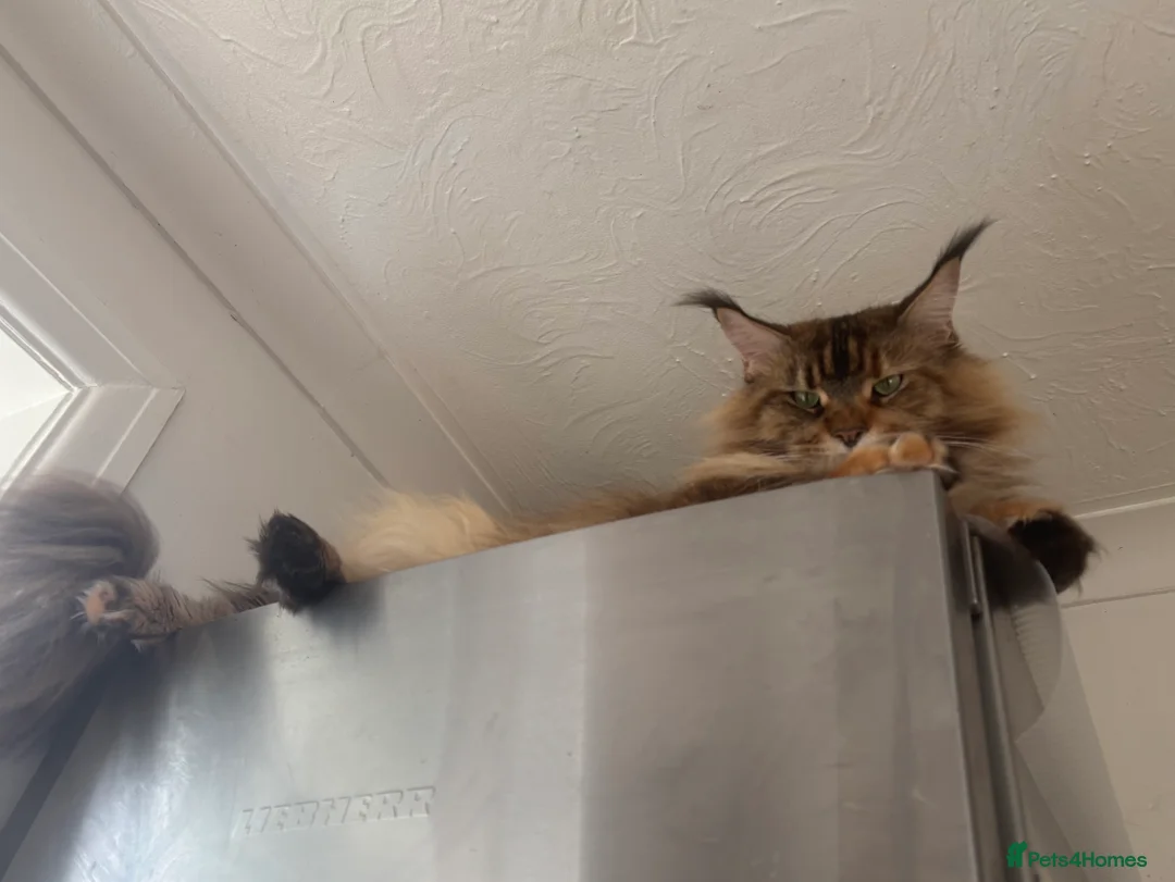 Maine Coon cats for sale: Siberian Maine Coon Cat  in Southampton - Advert 6