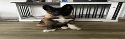 Akita dogs for sale: American Akita puppy looking for new home - Advert 6