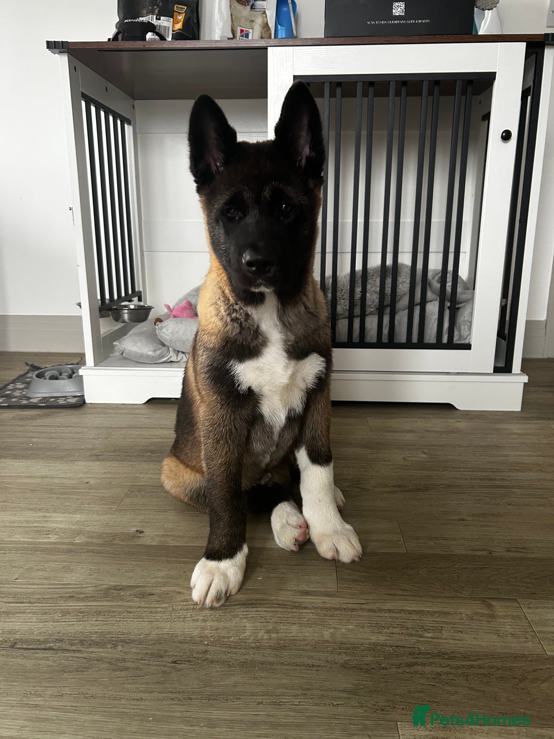 Akita dogs for sale: American Akita puppy looking for new home - Advert 6