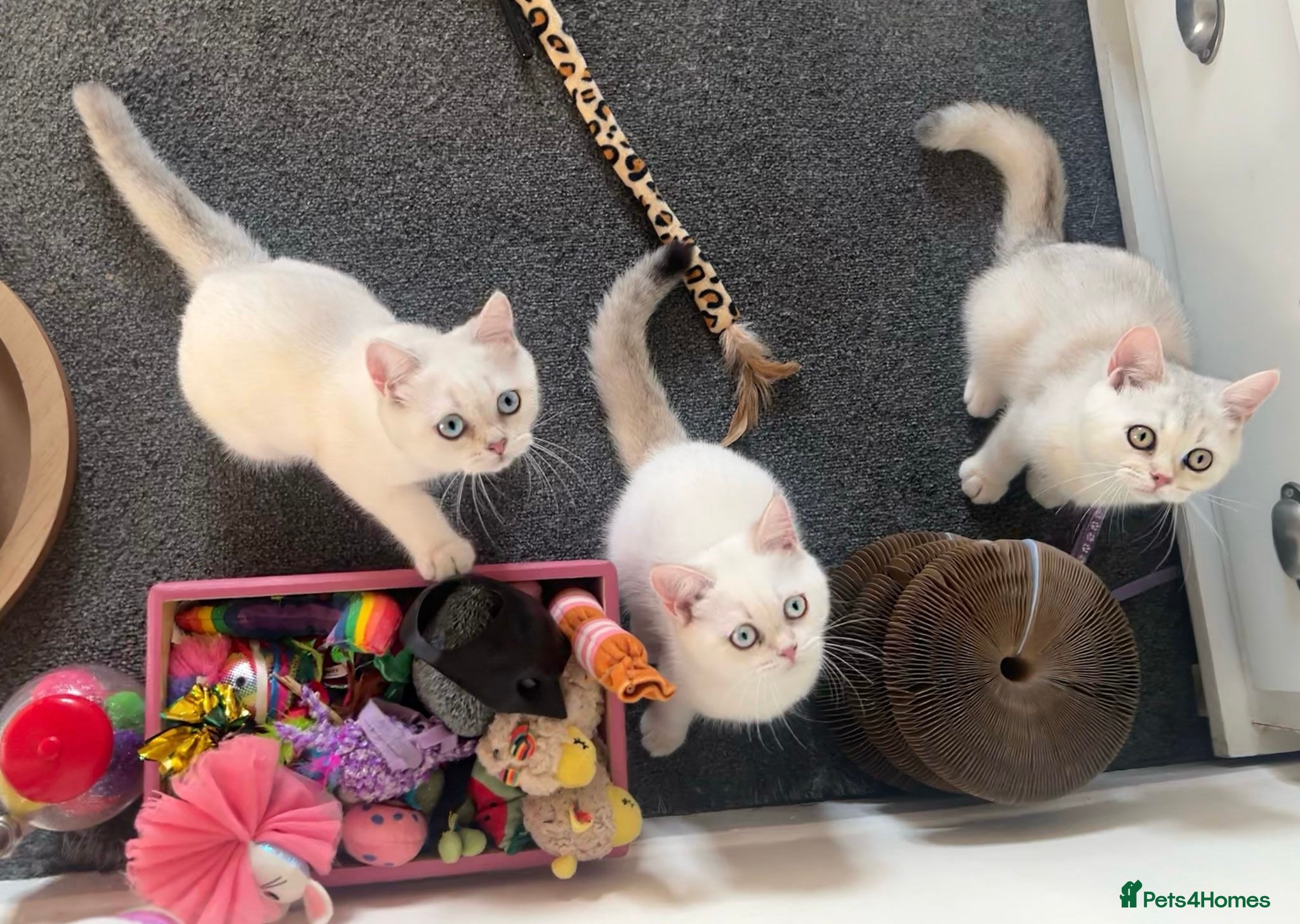 British Shorthair cats Rare GCCF Gold/Silver Tipped BSH Kittens - Advert 1