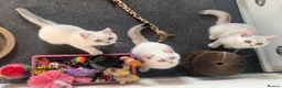 British Shorthair cats for sale: Rare GCCF Gold/Silver Tipped BSH Kittens - Advert 1