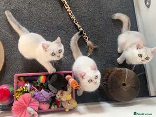 British Shorthair cats Rare GCCF Gold/Silver Tipped BSH Kittens - Advert 1