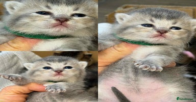 British Shorthair cats - Advert 3